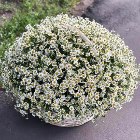 Композиция в корзине из 151 ромашки в Апрелевке