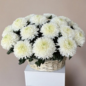 Композиция в корзине из 25 хризантем Магнум в Апрелевке