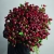 Монобукет из 75 кустовых роз Марун (70 см) в Апрелевке