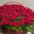 Композиция в корзине из 151 красной розы в Апрелевке
