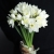 Букет из 25 нарциссов в Апрелевке